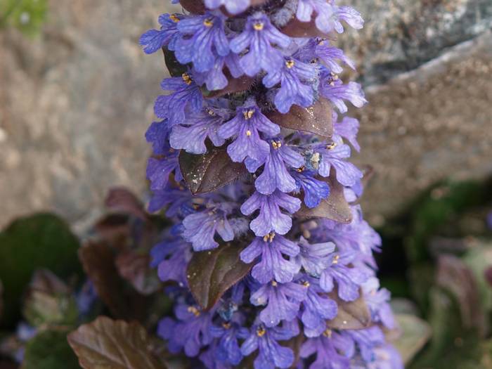 Ajuga reptans2.jpg(45794 byte)